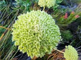 Image result for Hermannia glanduligera