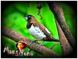 Tak hanya dari tempat tinggal dan kebersihan kadang, salah satu yang tak kalah penting yaitu makanan burung. Halaman Rindang Dan Berbunga Burung Datang Dan Bersarang