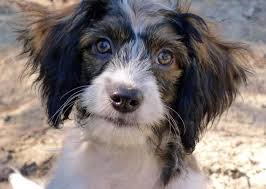 Dixie is a female cavapoo puppy for sale born on 7/26/2012, located near tuscarawas co, ohio and priced for $600. Meet Faddle The Cavapoo Puppy A Petfinder Adoptable Cavalier King Charles Spaniel Dog Ocala Fl Meet Faddle One O Cavapoo Puppies Dog Adoption Spaniel Dog