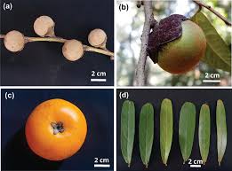 Image result for Diospyros sp. no. 1 sensu FZ