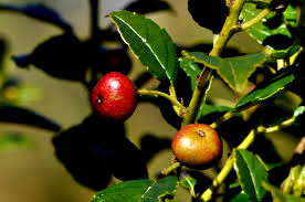 Image result for Rhamnus prinoides