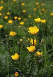 Ranunculus Repens Birth Flowers Planting Flowers Spring Flowers