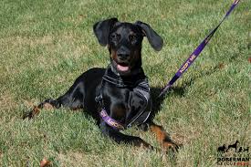 See puppy pictures, health information and reviews. Ari Illinois Doberman Rescue Plus