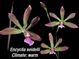 Image result for Seidelia