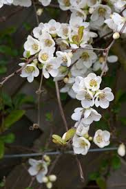 Image result for Chaenomeles