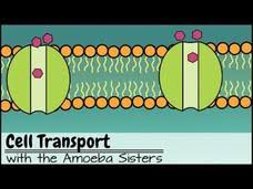 Some of the worksheets for this concept are amoeba sisters answer key, amoeba sisters genetic drift answer keys, ameba answer key, amoeba sisters meiosis work answers, amoeba sisters. Amoeba Lesson Plans Worksheets Lesson Planet