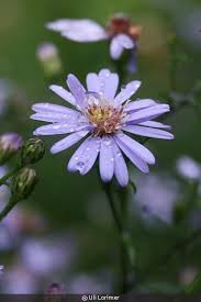 Image result for Dioscorea asteriscus