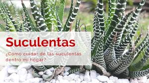 El de los cactus y otras plantas suculentas. Como Cuidar Las Suculentas En El Interior De Tu Hogar Succulent Avenue