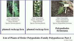 Image result for Polypodiaceae