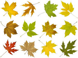 Check spelling or type a new query. How To Identify Maple Tree Varieties Lovetoknow