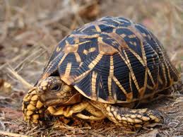 The male attaches itself to the top of the female during mating. Illegal Trade In Star Tortoise Thrives Wcs India