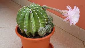 Una vez éstas empiecen a crecer, es conveniente. Como Cultivar Cactus En Un Paso A Paso Tipos Y Recomendaciones