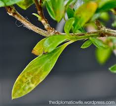 Why are the leaves of my orchid turning yellow? Plant The Diplomatic Wife