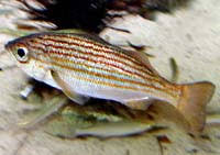 The fish is one of over 200 types of angler fish and can swallow prey the size of its own body. Southern California Species Cabrillo Marine Aquarium