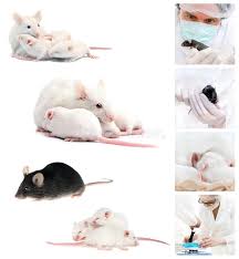 Laboratory Mice Collage White And Black Laboratory Mice And Animal Caretakers Affiliate Collage White Laboratory Mice Animals Collage Kids Rugs