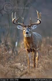 We did not find results for: Picture Of A Huge Whitetail Monster Buck Whitetail Deer Pictures Deer Pictures Whitetail Deer Hunting