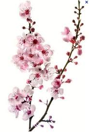 Epingle Par Catherine Mancheron Sur Fleurs De Cerisier Avec Images Art De Fleur De Cerisier Fleur De Cerisier Fleur De Cerisier Japonais