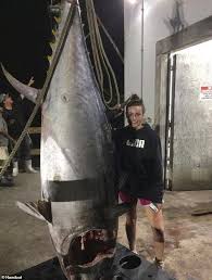 The thunnini comprise 15 species across five genera, the sizes of which vary greatly, ranging from the bullet tuna (max. Teen Girl 18 And Dad Reel In 700 Pound Tuna After 10 Hour Fight And It Could Be Worth 7k Daily Mail Online