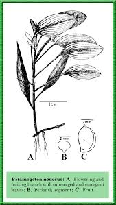 Image result for Potamogeton nodosus