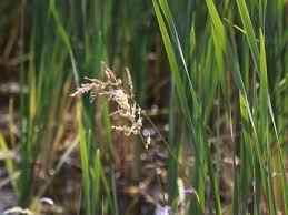 Image result for Panicum repentellum