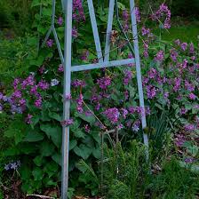 Lunaria after the split up of vengador toxico, surviving band members form lunaria in 2006. Lunaria Finegardening