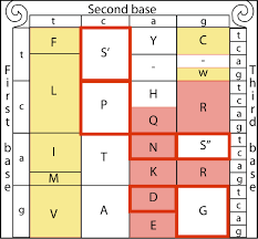 Answered jun 11, 2019 by uzma (53.0k points) selected jun 11, 2019 by vikash kumar. Serine Substitutions Are Linked To Codon Usage And Differ For Variable And Conserved Protein Regions Scientific Reports