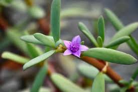 Image result for Sesuvium portulacastrum