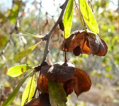 Image result for Gymnosporia glaucophylla