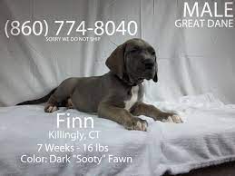 Why buy a great dane puppy for sale if you can adopt and save a life? Litter Of 6 Great Dane Puppies For Sale In Danielson Ct Adn 66393 On Puppyfinder Com Gender Male Age 7 Weeks Great Dane Puppy Great Dane Puppies For Sale