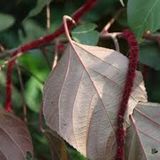 Image result for Acalypha hispida