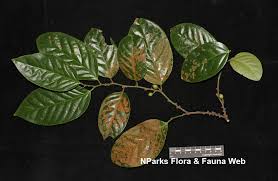 Image result for Strombosia