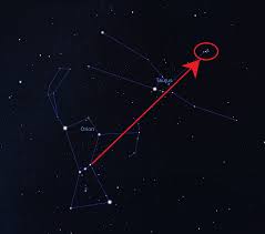 Image result for Pleioceras