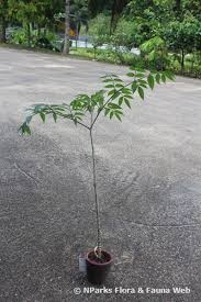 Image result for Gonatopus