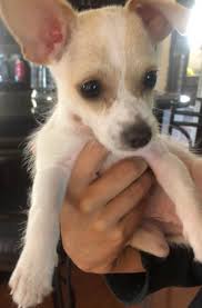 We did not find results for: Chihuahua Mix Breeds Chiwawa Dog