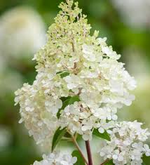 Image result for hydrangea paniculata vanille fraise