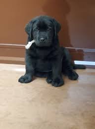 Check spelling or type a new query. Amazing Black Lab Puppies 1 Black Lab Puppies For Sale English Black Lab Puppies