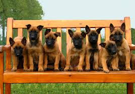 Der aufbau vom welpen im schutzdienst muss sehr durchdacht und gut getimt sein, aus diesem grund ist eine gute balance. Dog Center Bergerland Nordkirchen Hundeschule Hundewurst Hundepension Spezialhunde Polizeihunde