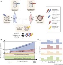 Les cif accordés avant le 1er janvier 2019 se poursuivent jusqu'à leur terme et leur prise en charge reste assurée par les. De Novo Mutations Reflect Development And Aging Of The Human Germline Trends In Genetics