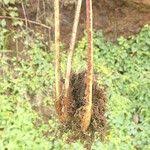 Image result for Dryopteris athamantica