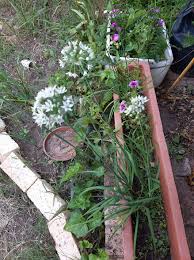 Image result for Nothoscordum borbonicum