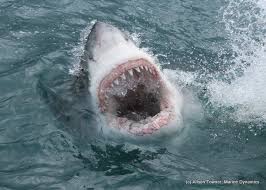 Oct 23, 2020 · however, exactly how many teeth do sharks have? A Great White Can Go Through 20 000 Razor Sharp Teeth In One Life Shark Cage Diving With Great White Shark Tours