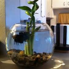 Bamboo Terrarium Fish Plants Beta Fish Pet Fish