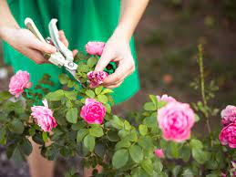 We did not find results for: 5 Simple Steps To Create A Rose Garden At Home Realestate Com Au