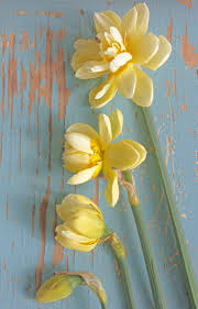 Different Stages Of Daffodil Manly What A Beauty A Very Chic Double Daffodil In The Tones Of White Cream Orange Flower Farm Daffodil Flower Bulb Flowers