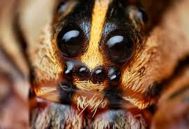 Rabid Wolf Spider (Putnam County Site Observations - non-Insect Arthropods  ) · iNaturalist