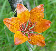 Flowers and their meanings wiki. Flower Wikipedia