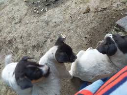  Trio Kepala Hitam Anjing