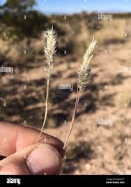 Image result for Enneapogon desvauxii