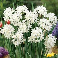 Paperwhite Narcissus Ziva K Van Bourgondien Narcissus Autumn Flowering Plants Narcissus Flower