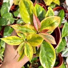 Image result for Pereskia aculeata